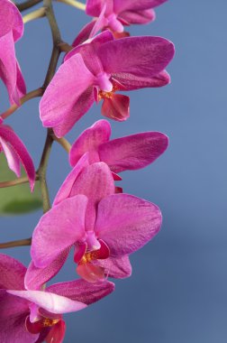 Phalaenopsis orkide çiçek (kelebek orkide)