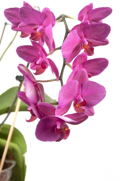 Phalaenopsis orchid flowers (butterfly orchid) — Stock Photo, Image