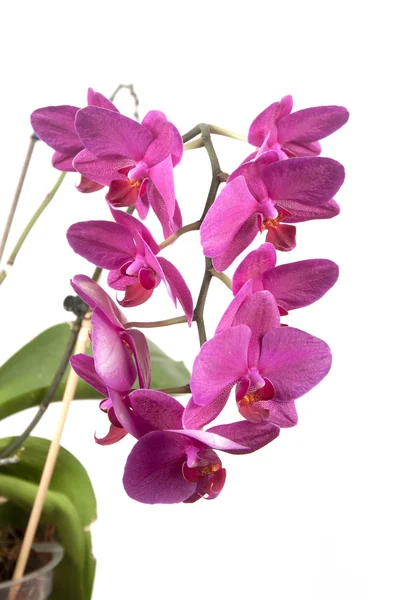 Phalaenopsis orchid flowers (butterfly orchid) — Stock Photo, Image