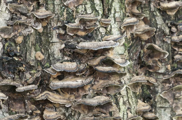 Лесные грибы — стоковое фото