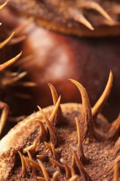 Horse chestnuts macro — Stock Photo, Image
