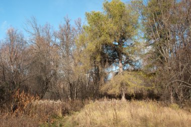 Sonbahar parkı manzarası