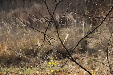 Sonbahar parkı manzarası