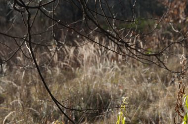 Sonbahar parkı manzarası