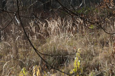 Sonbahar parkı manzarası
