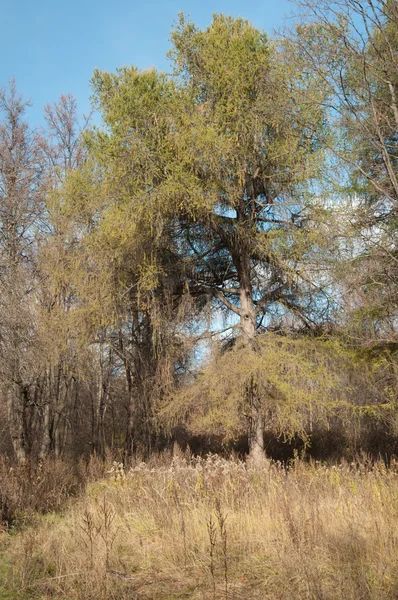 Podzimní krajina parku — Stock fotografie