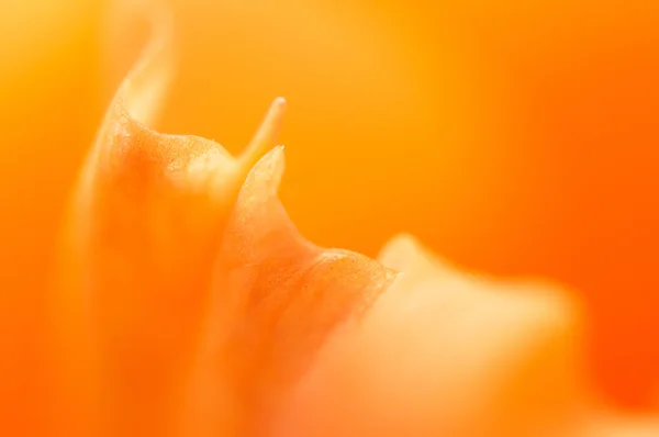 Fragmento de flor alegre — Foto de Stock
