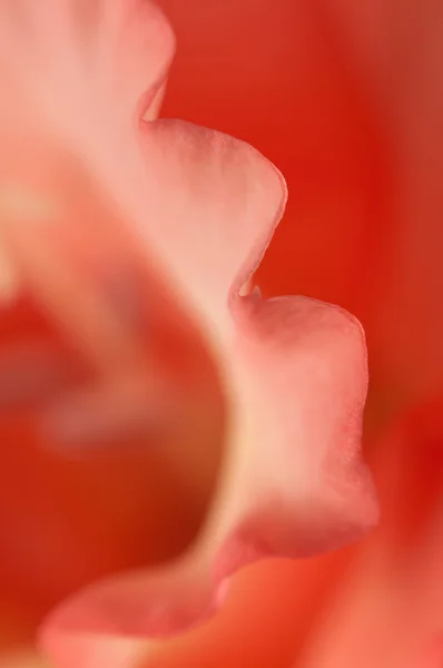 Fragmento de flor alegre — Foto de Stock