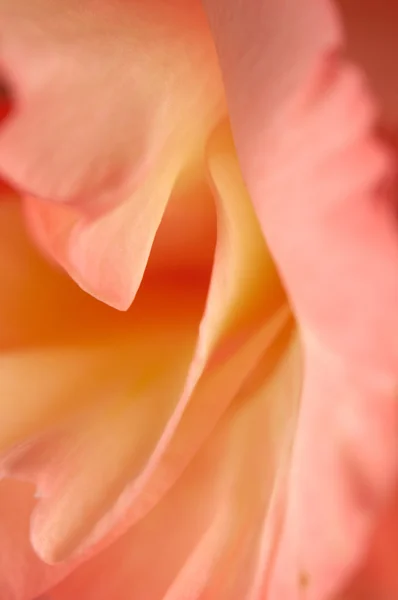 Fragmento de flor alegre — Foto de Stock