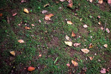 Parka düşen yapraklar