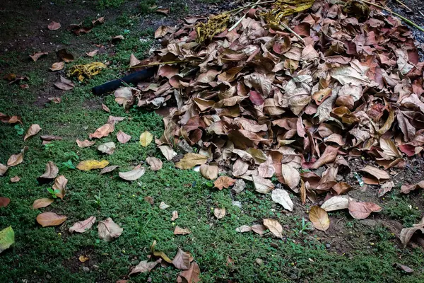 Опале листя в парку — стокове фото