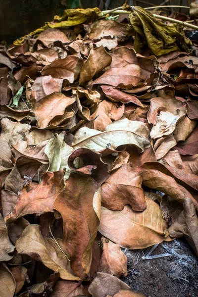 건조 잎 쓰레기 — 스톡 사진
