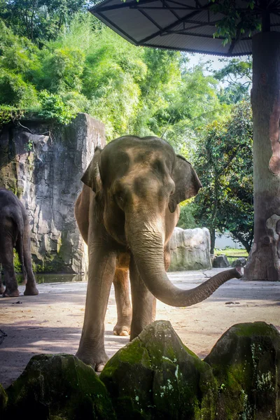Elefante — Fotografia de Stock
