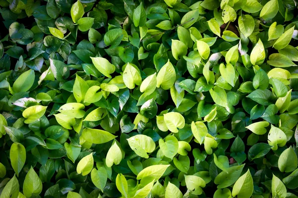 Färska gröna blad — Stockfoto