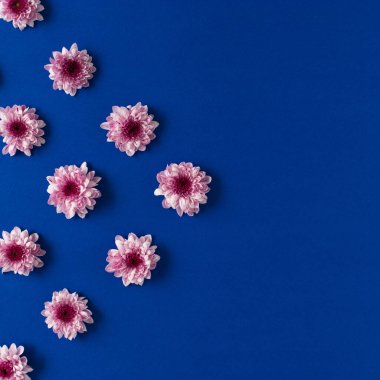 Pembe çiçeklerden yapılmış mavi desenli. Aşk ya da kadın günü konsepti. Yaratıcı düz doğa