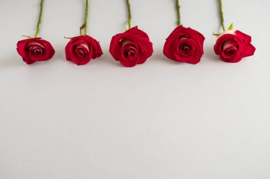 Gri arka planda kırmızı güller olan yaratıcı bir kompozisyon. Sevgililer Günü ya da Kadın Günü konsepti.