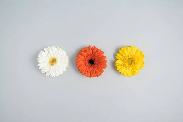 Spring flowers on a gray background. Minimal nature concept. Flat lay.