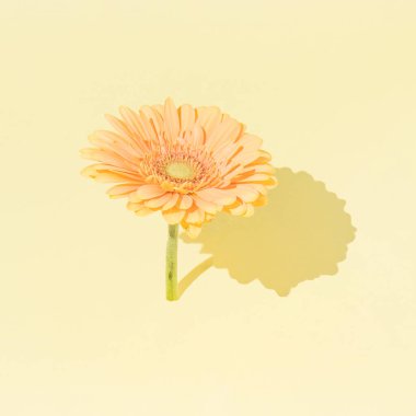 Sarı arka planda sarı çiçek. Güneşli gün gölgesi. Asgari Kadın Günü ve Bahar Konsepti.