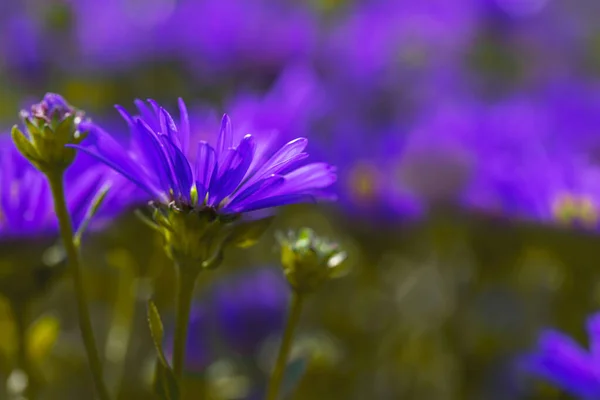 Astras violetas brilhantes em um fundo turvo — Fotografia de Stock