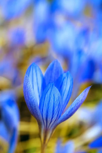 Blue crocus flower close-up. — Stock Photo, Image