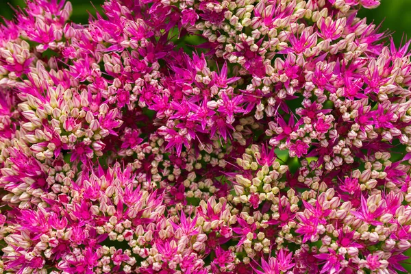 Helder roze bloemen achtergrond — Stockfoto