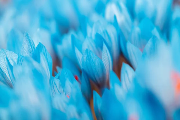 Blue crocus flowers — Stock Photo, Image