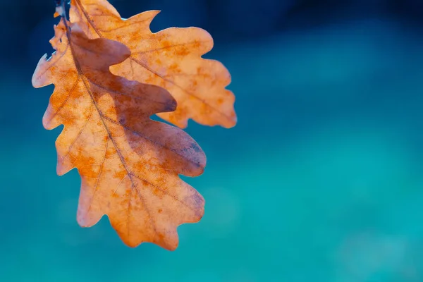 Abstract herfst blauwe achtergrond — Stockfoto