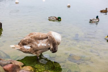Kuğu tüyleri temizliyor. Büyük gri kuş yaklaş. Göldeki su kuşunun doğal yaşam alanı. Doğadaki ördekler ve kuğular.