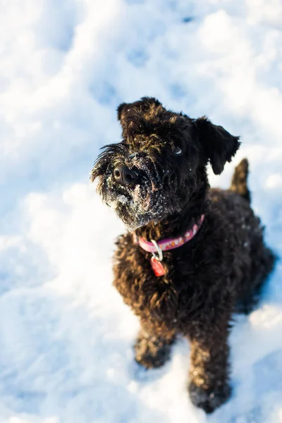 Kerry Blue Terrier close up. Dog with a collar and a badge in the snow. Winter games and walks with pets. Black beard hairy dog.