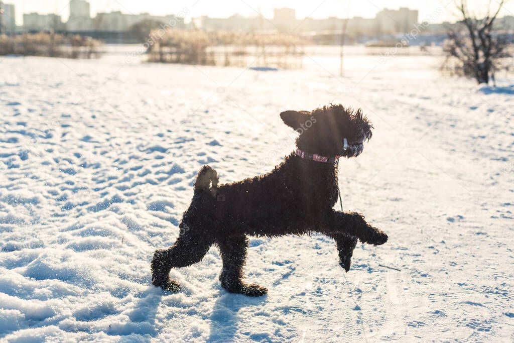 Kerry Blue Terrier close up. The dog plays with the child in the snow. Winter games and walks with pets. Black beard hairy dog with a stick in his teeth.