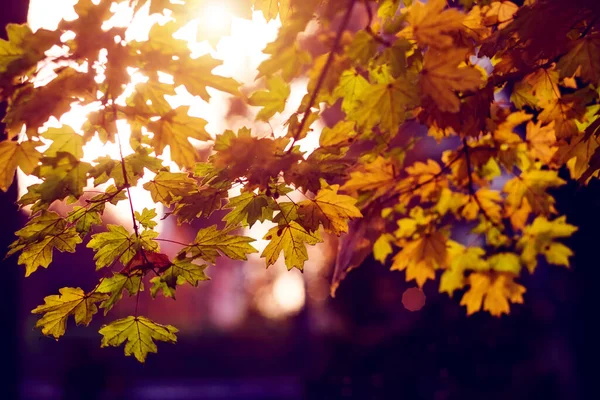 Autumn purple background. Bright orange and red leaves. Magic light bokeh flares and rain drops. Seasonal wallpaper. Free space for text