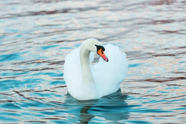 Cisne Branco Perfil Água Lago Escuro Belas Reflexões Brilho Luz — Fotografia de Stock