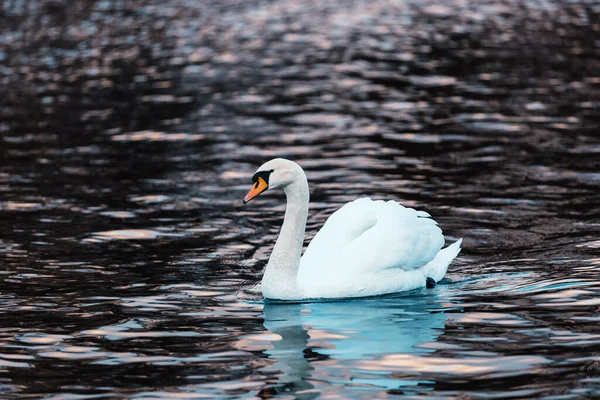 Cisne Branco Perfil Água Lago Escuro Belas Reflexões Brilho Luz — Fotografia de Stock