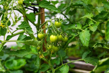 Serada domatesler. Olgunlaşmış yeşil kiraz domatesi. Bahçede organik ürünler yetiştiriyor. Tarım ve tarım.