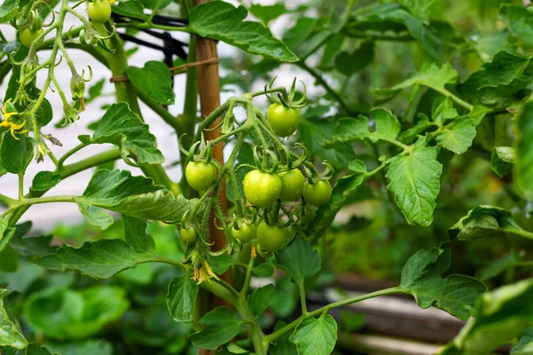 Serada domatesler. Olgunlaşmış yeşil kiraz domatesi. Bahçede organik ürünler yetiştiriyor. Tarım ve tarım.