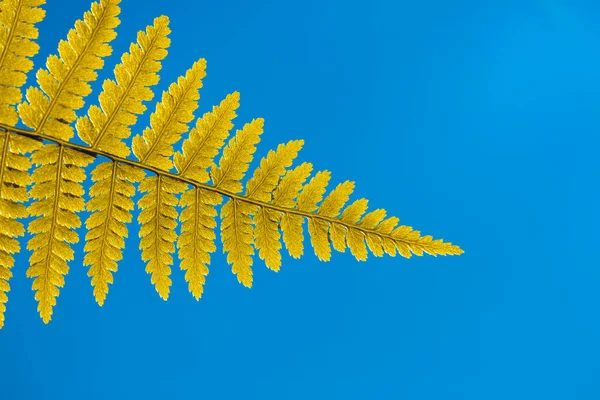 Természetes Páfránylevél Közelkép Sárga Páfránylevél Mély Kék Háttérrel Fogalom Botanikai — Stock Fotó