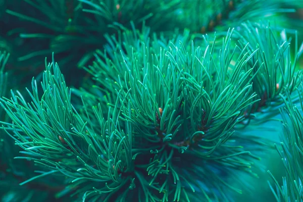 Emerald Bos Achtergrond Van Dennenbomen Takken Voor Kerstmis Nieuwjaar Ontwerp — Stockfoto
