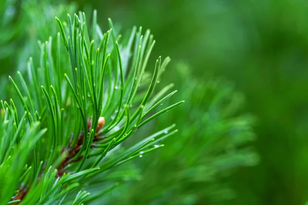 Fondo Bosque Esmeralda Ramas Pino Para Diseño Navidad Año Nuevo —  Fotos de Stock