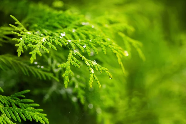 Caída Transparente Primer Plano Las Ramitas Thuja Hermosas Gotas Rocío —  Fotos de Stock