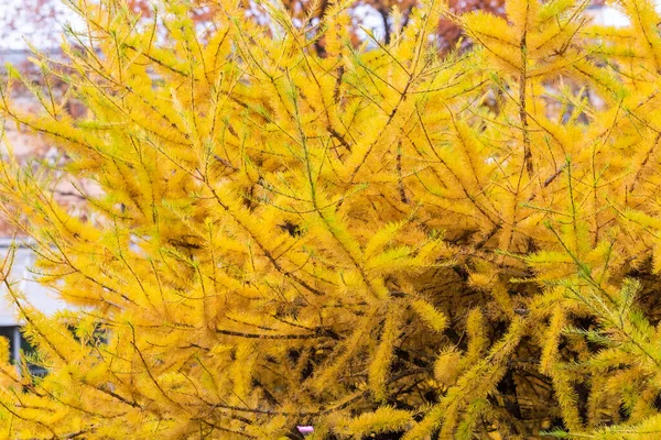 Abstrakter Hintergrund Aus Nadelholz Flauschige Äste Von Lärchen Großaufnahme Gelbe — Stockfoto