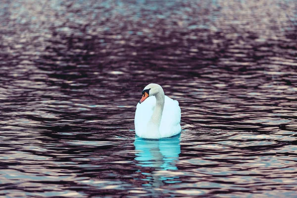 Белый Лебедь Темном Озере Водный Пейзаж Лебедем Мбаппе Синеет Блестит — стоковое фото