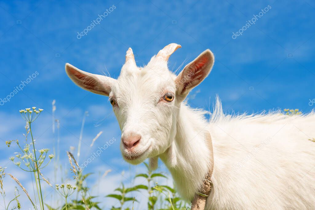 Goat in the grass. White goat close up. Animal's head with large yellow eyes, ears, horns. Grazing cattle. Pasture on a summer sunny day
