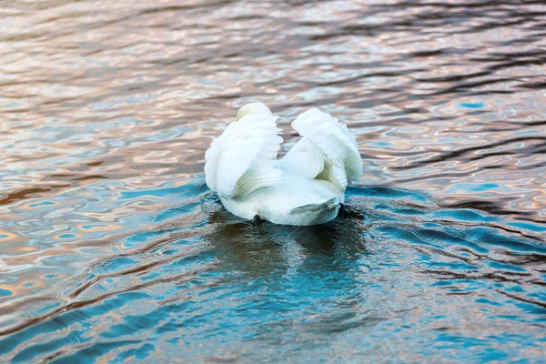 Cisne Branco Água Azul Vista Das Aves Pelas Traseiras Paisagem — Fotografia de Stock