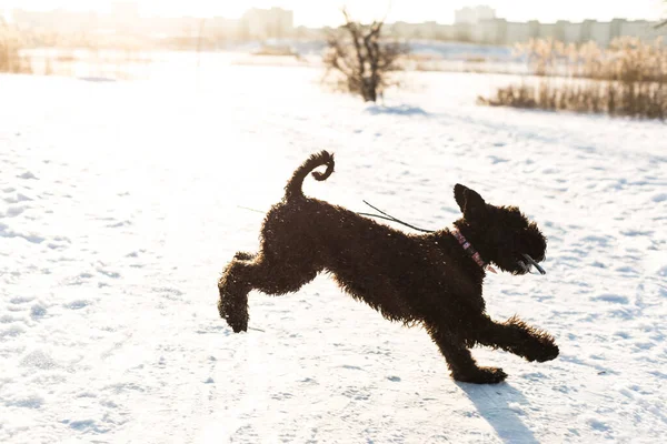 Kerry Blue Terrier close up. The dog in motion on the snow. Winter games and walks with pets. Black beard hairy dog with a stick in his teeth. Sunny winter landscape in the city park