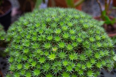 Deuterocohnia brevifolia in a pot. Alışılmadık bir bitki. Bir sürü sulu yaprak roseti. Parlak yeşil arkaplan.
