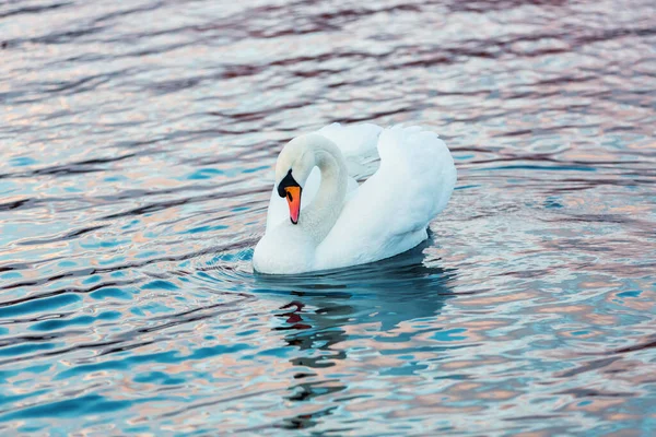 Cisne blanco de perfil — Foto de Stock