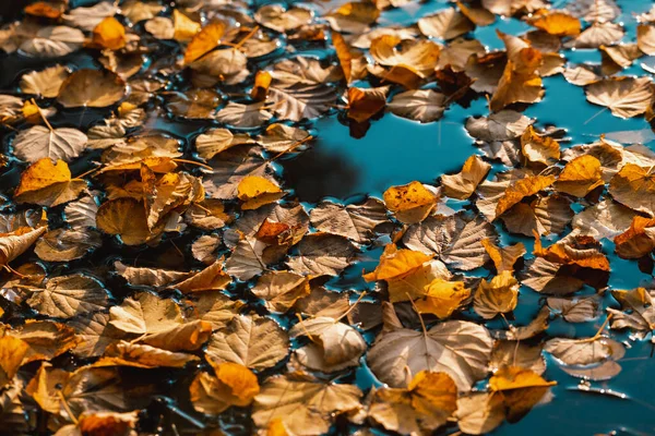 Wateroppervlak met gevallen herfstbladeren. — Stockfoto