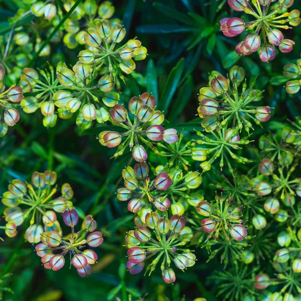 Ongebruikelijke natuurlijke heldere achtergrond — Stockfoto