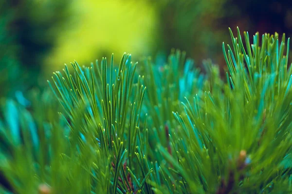 Smaragd Wald Hintergrund der Kiefer Äste — Stockfoto