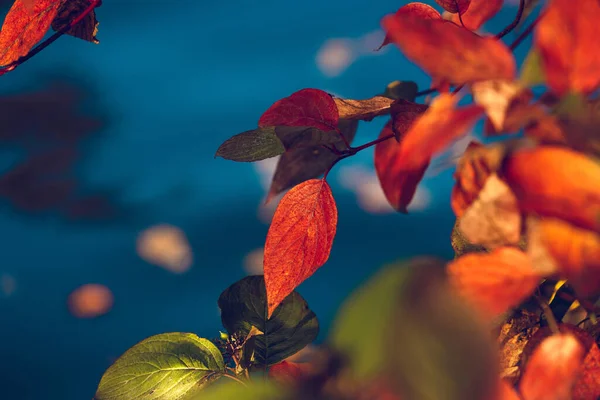Élénk piros dogwood levelek egy a kék háttér. — Stock Fotó